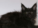 Chaton femelle Maine Coon noire de 8 semaines disponible à la réservation