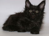 Chaton femelle Maine Coon noire de 8 semaines disponible à la réservation