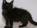 Chaton femelle Maine Coon noire de 8 semaines disponible à la réservation