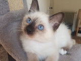 Mise &agrave; la vente de 3 chatons Sacr&eacute; de Birmanie m&acirc;les de 3 mois