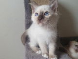 Mise &agrave; la vente de 3 chatons Sacr&eacute; de Birmanie m&acirc;les de 3 mois