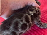 Chatons Bengal (1 mâle et 2 femelles d’un mois) à réserver