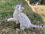 5 Chatons Bengal (tabby) de plus de 8 semaines disponibles &agrave; la r&eacute;servation