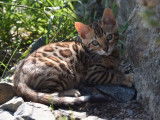 5 Chatons Bengal (tabby) de plus de 8 semaines disponibles &agrave; la r&eacute;servation