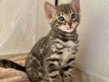 5 Chatons Bengal (tabby) de plus de 8 semaines disponibles &agrave; la r&eacute;servation