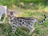 5 Chatons Bengal (tabby) de plus de 8 semaines disponibles &agrave; la r&eacute;servation