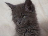 Chaton femelle Maine Coon de 2 mois couleur bleue fumée disponible pour réservation