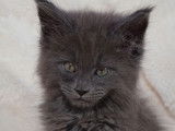 Chaton femelle Maine Coon de 2 mois couleur bleue fumée disponible pour réservation