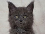 Chaton femelle Maine Coon de 2 mois couleur bleue fumée disponible pour réservation