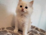 Chaton mâle Ragdoll de moins de 8 semaines (robe crème bicolore) à réserver