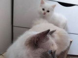 Chaton mâle Ragdoll de moins de 8 semaines (robe crème bicolore) à réserver