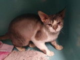 Chat de type Sphynx marron et blanc à placer