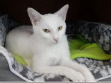 Jolie chatte blanche de 10 mois &agrave; placer