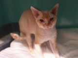 Mâle roux de type Sphynx à placer