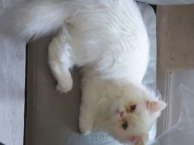 Un chaton femelle blanc Persan de 4 mois à céder