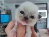 3 chatons Ragdoll m&acirc;les de 1 semaine en attente de r&eacute;servation