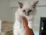 À vendre un chaton femelle Ragdoll de 12 semaines
