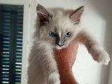 À vendre un chaton femelle Ragdoll de 12 semaines