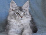 Un chaton Maine Coon black silver ticked tabby mâle à réserver