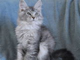 Un chaton Maine Coon black silver ticked tabby mâle à réserver
