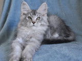 Un chaton Maine Coon black silver ticked tabby mâle à réserver