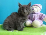 Disponibles 2 Chatons Maine Coon bleus 10 semaines