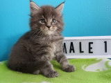 Disponibles 2 Chatons Maine Coon bleus 10 semaines