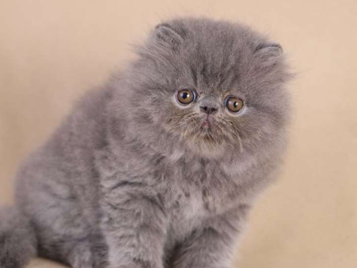 Un Chaton Persan Male Bleu A Ceder Petite Annonce Chat Un Chaton Persan Male Bleu A Ceder Petite Annonce Chat