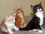 &Agrave; vendre 7 chatons Maine Coon 4 semaines