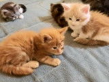 &Agrave; vendre 7 chatons Maine Coon 4 semaines