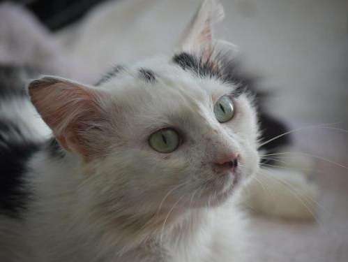 Chat adulte mâle blanc 5 ans en attente d’adoption