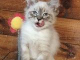 2 chatons Sibérien de 12 semaines en vente