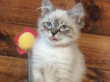 2 chatons Sibérien de 12 semaines en vente