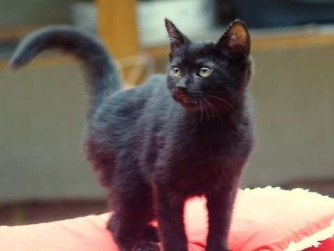Un chaton mâle noir de plus de 8 semaines en attente d’adoption