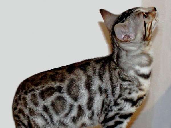 En vente un chaton femelle Bengal de 3 mois au pelage tacheté