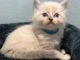 3 chatons m&acirc;les Ragdoll en attente de r&eacute;servation