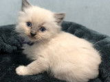 3 chatons m&acirc;les Ragdoll en attente de r&eacute;servation