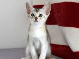 Chaton Abyssins LOOF &agrave; vendre