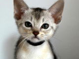 Chaton Abyssins LOOF &agrave; vendre