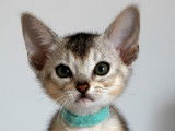 Chaton Abyssins LOOF &agrave; vendre