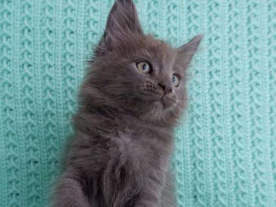 Reservation Ouverte Pour Chaton Maine Coon Male Blue Smoke De 2 Mois Petite Annonce Chat