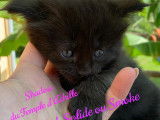 Shadow du Temple d’Achille femelle black solide.