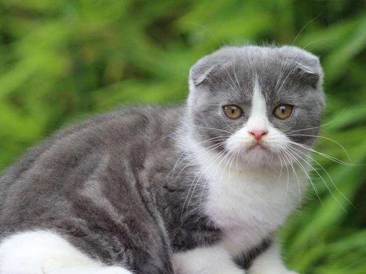 Vente d’un chaton Scottish Fold, femelle 3 mois et demi, bleue et blanche