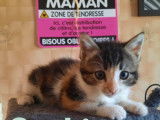 5 chatons de 2 mois, 2 mâles et 3 femelles à adopter