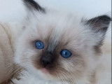 Ragdoll Pure Seal  Mitted