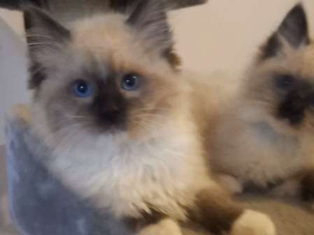 Ragdoll Pure Seal  Mitted