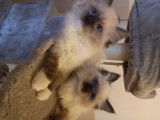 Ragdoll Pure Seal  Mitted