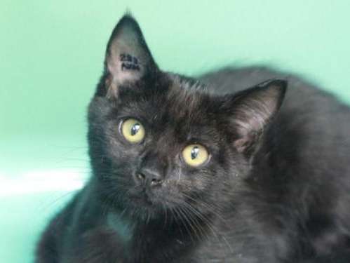 Chat noir de 3 mois, femelle en attente de sa famille d’adoption