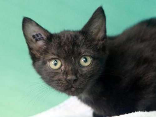 Chaton noir de  2 mois, femelle disponible pour adoption