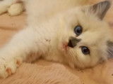 Chatons Ragdoll Pure Blue bicolor